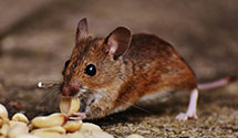 24 Hour & Emergency Exterminators in Schnellville, IN